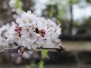Japan 2016
