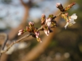 Kochi - spring is comming!
