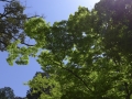 Tokyo - Meiji-Jingue-Shrine