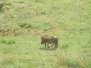 Rhino and Lionpark